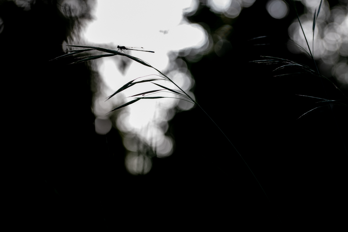 DSC 4934