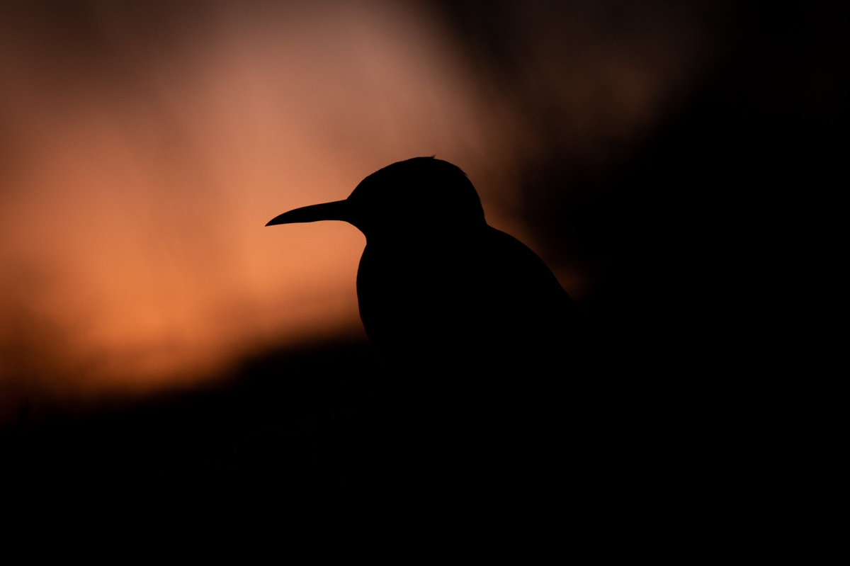 Elusive silhouettes